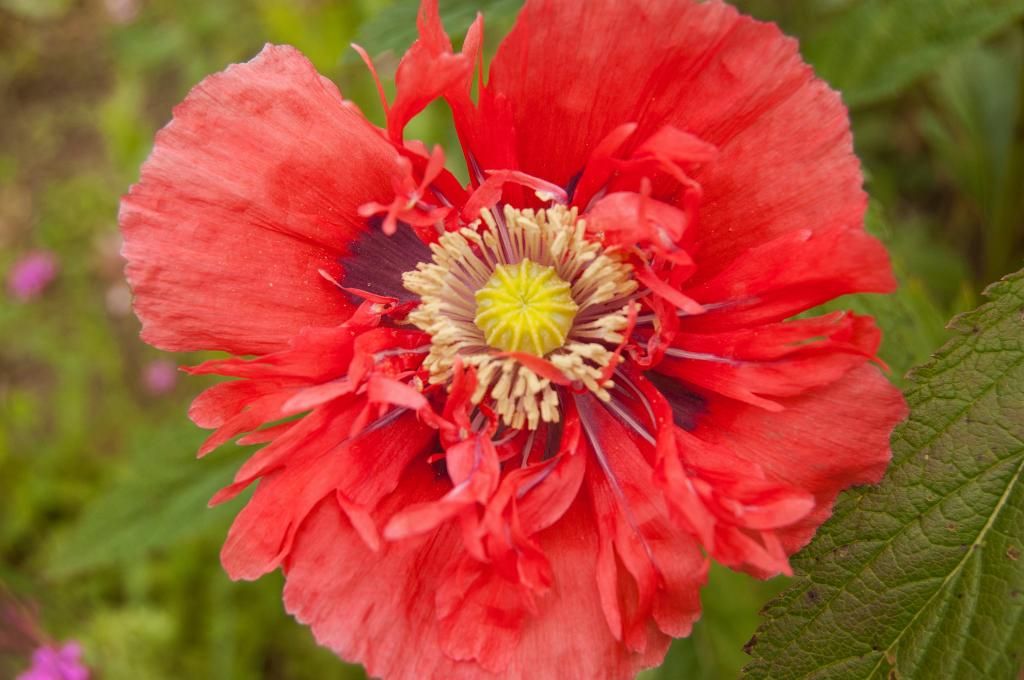  photo semi-doublepapaversomniferum_zps39512db3.jpg